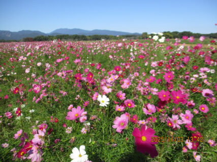コスモスドライブ🌸🌸🌸