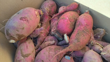 サツマイモ収穫🍠