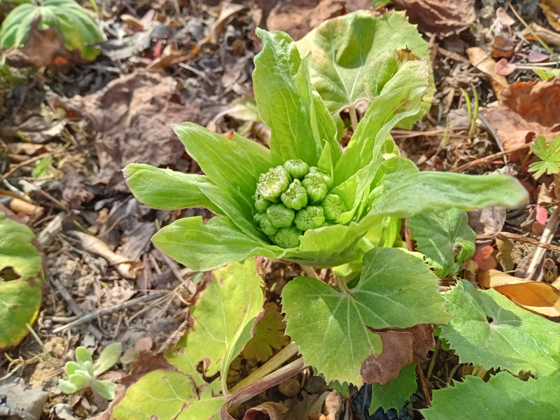 ミカン狩りの様子